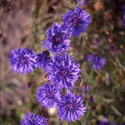 Graines fraîches - Fiordaliso (Centaurea cyanus) - Boule bleue - 250 Semi