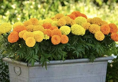 Buy4seeds 40 x Giant TAGETES ERECTA Marigold Mixed Seeds Easy for Grow Garden