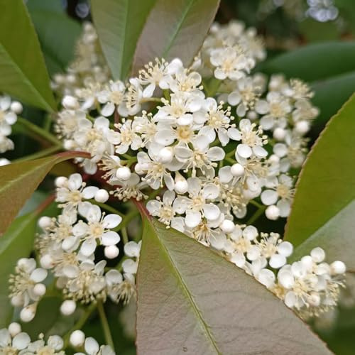 semillas de photinia Red Robin - oficina hoja Decoración orgánica 70pcs