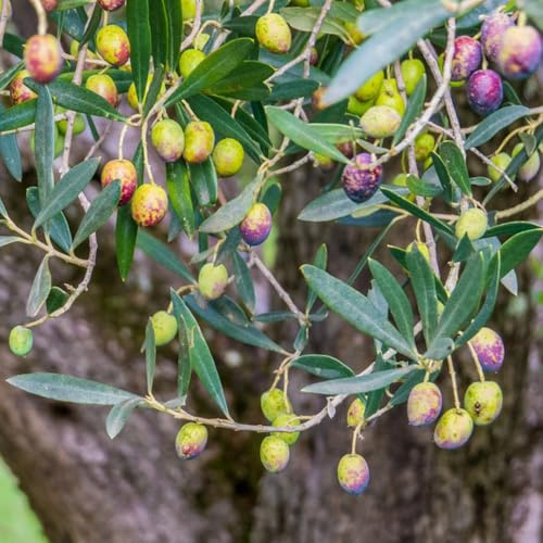 Semi di olivo, Le da giardino sono resistenti semi di esotiche da frutto colonnari 20pcs