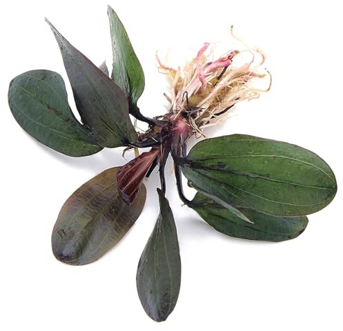 K2AQUA Echinodorus Hadi Red Pearl Amazon Sword Live Aquarium Plant Broad Green Red Leaves Easy Care Low Maintenance Foreground Midground Freshwater Tank Natural Decoration Beginner Friendly