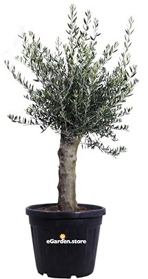 Pianta di Ulivo Ornamentale Pianta di Olea Europaea Ornamentale albero di Ulivo ornamentale albero vero pianta da esterno venduta da eGarden.store (Vaso 45-1 Tronco)