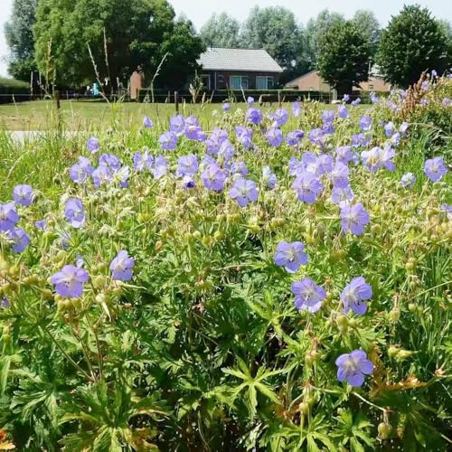 Semillas de geranio - de mariposas ornamentales lugares soleados verano balcón variedades antiguas resistentes jardines rocas 700pcs