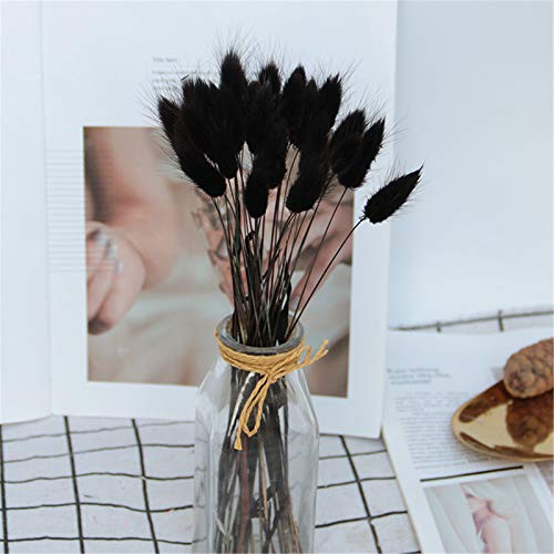 EXQULEG 60pcs Kaninchenendstück Gras Pampasgras Natürliches Getrocknetes Getrocknet Blumen Klein Trockenblumen Gartendekoration Hochzeit Deko (Schwarz)