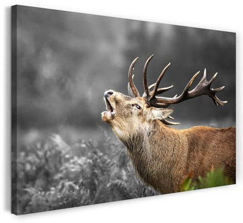 Printistico Leinwandbild (60x40cm) Röhrender Hirsch, Wildtier Fotografie - Tiere, Natur, Landschaft, echter Holz-Keilrahmen inkl. Aufhänger, handgefertigt in Deutschland