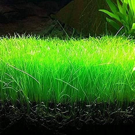 Aamish 15pcs Aquarium Water Grass Plant Seeds
