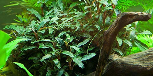 AquaOne Aquarium Pflanze Bucephalandra sp. 'Red' Wurzelstock/Rhizom | Wasserpflanze Aquariumpflanze voll durchwurzelt einfach pflegeleicht Aquascaping Dekoration