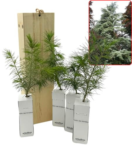 Cedro de Himalaya - Arbolito presentado en Caja de Madera para Regalar - Planta Viva - (4 Unidades) - FINCA CASAREJO