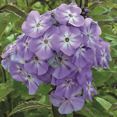 Garden Phlox 'Blue Boy'. Plug Plant x 4. Fragrant Perennial Flowers for Cutting & Cottage Gardens. Available from Bedwen Plants