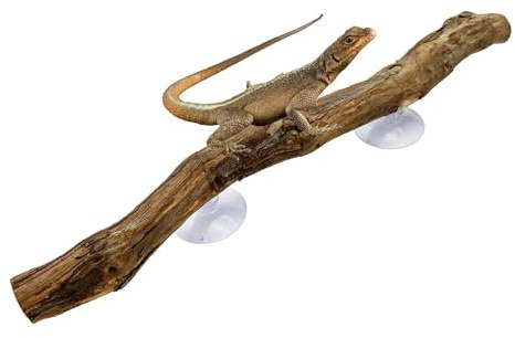Generisch Kletterast Schlange Reptil - Naturholz rutschfest, Terrarium Deko | Reptilien Habitat Zubehör, Für Bartagamen Geckos Schlangen Frösche Chamäleons, Klettern Im Terrarium, Natürliches Umfeld