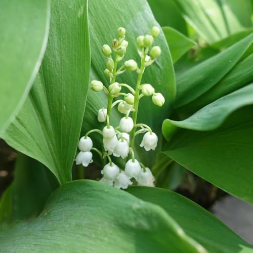 bulbos de lirio de los valles - balcón resistentes jardín perenne cubre el suelo primavera 20pcs