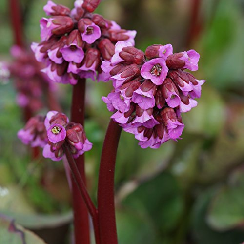 Blumixx Stauden Bergenia Hybride 'Admiral' – Bergenie, purpurrosa blühend, winterharte Staude, robust, für Beet