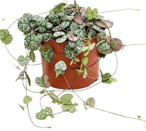 Ceropegia woodii - Chinese Lantern Plant - String of Hearts houseplant in 9 cm Pot