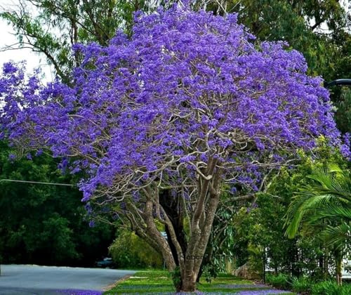 Vivaio Garden Forest Jacaranda mimosifolia Albero Glicine Vaso 18cm