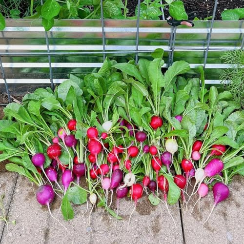 Semi di ravanello - biologico di varietà antiche, aiuola rialzata balcone giardino per decorative, 200pcs