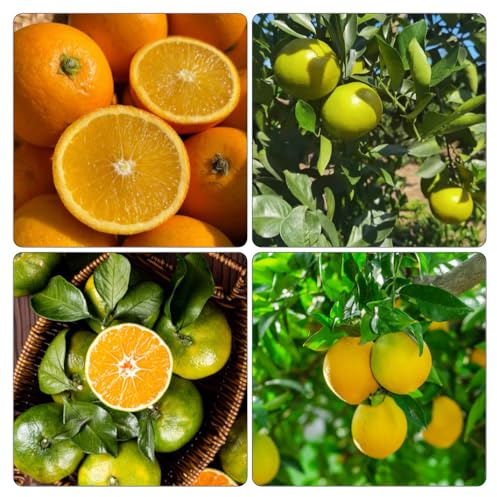 Orangenbaum orangenbaumsamen - winterharte stauden mehrjährig säulenobst kräutersamen obstbäume baumsamen kräutergarten obstbaum zimmerpflanze exotische zimmerpflanzen 45samen