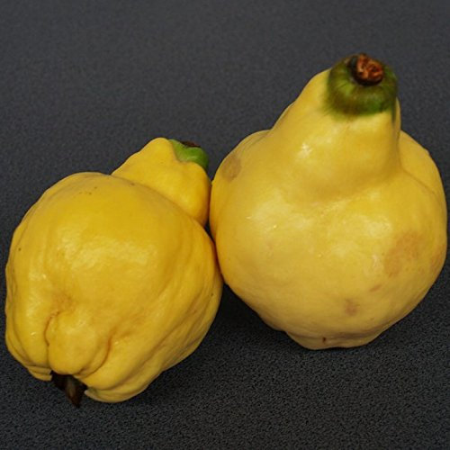 Quittenbaum Portugiesische Birnenquitte Halbstamm 150-170 cm im 9,5 Liter Topf Unterlage Quitte A