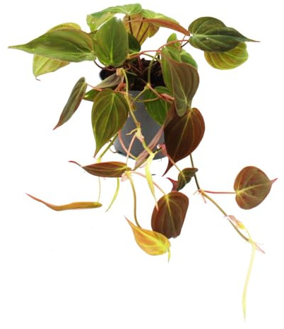 Exotenherz - Philodendron micans - Dunkler Kletternder Baumfreund - 12cm Topf