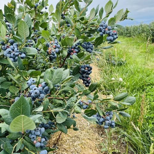 Blaubeeren - garten Heidelbeeren - obstbaum obstpflanzen säulenobst winterhart säulenobstbäume balkonpflanzen obstsamen balkonpflanzen winterhart 50Samen