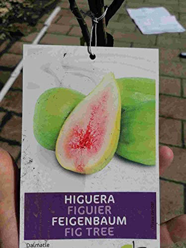 Winterharter Feigenbaum 'Dalmatie' - Ficus carica, 70-100 cm - Robuster Obstbaum, Echte Feigen, Ideal für Gärten & Terrassen, Mediterranes Flair