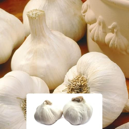 2 White Casablanca Garlic Bulbs - Easy to Grow, Full of Flavour - Perfect for Your Kitchen Garden - Grown for UK Climate Conditions