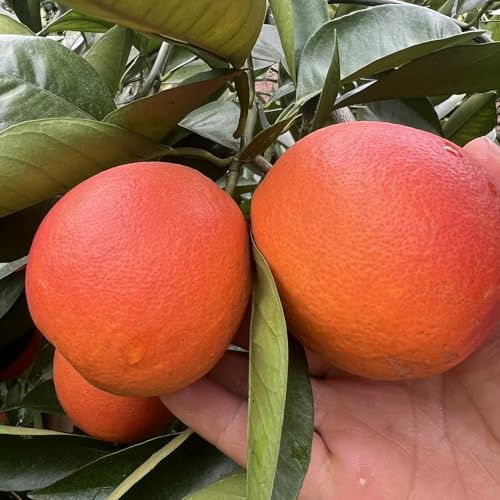 semi di arancio - giardino interno di agrumi decorative biologici balcone 80pcs