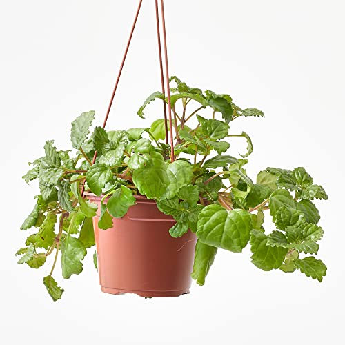 Verdecora Planta del Dinero | Plectranthus | Hiedra Sueca | Planta natural de interior en maceta colgante de Ø13cm | Asociada a la prosperidad económica