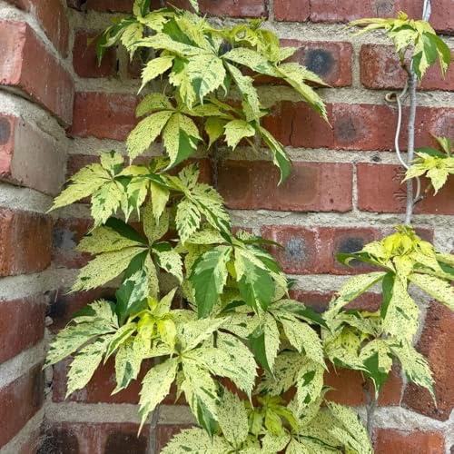 semi di vite selvatica - giardino Parthenocissus tricuspidata - resistenti per il giardino rare da roccioso resistenti verdi decorazione per decorative esterno 500pcs