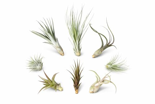 Lot de 8 Tillandsia – 8 Plantes Aériennes (5–22 cm) | Sans Terre | Facile d’Entretien & Décoratif | Plantes Déco pour Maison, Bureau & Terrarium | Guide d’Entretien Inclus