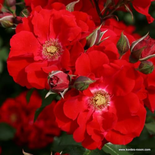 2 x Rose - Rosa 'Roter Korsar' Topf 25-30 cm - Eine Robuste Rose in Leidenschaftlichem Rot.