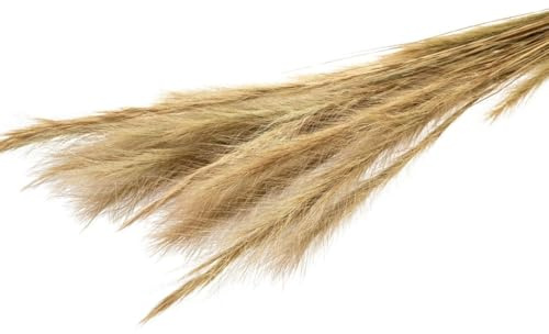 NaDeco Fuchsschwanzgras, getrocknet, im Bund, Größe ca. 80-90cm Alopecurus Deko-Gras Boho-Deko Pampasgras Trockenblumen für Loop-Kränze Boho-Style Trockenblumenstrauß