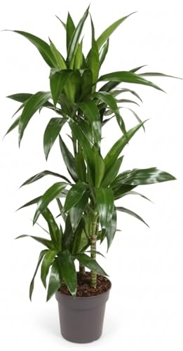 Fresh Plants Zimmerpflanzen -Dracaena 'Janet Craig' - XXL - Topf Ø 21 cm - Höhe 110 cm - Elegante Zimmerpflanze für modernes Wohnen
