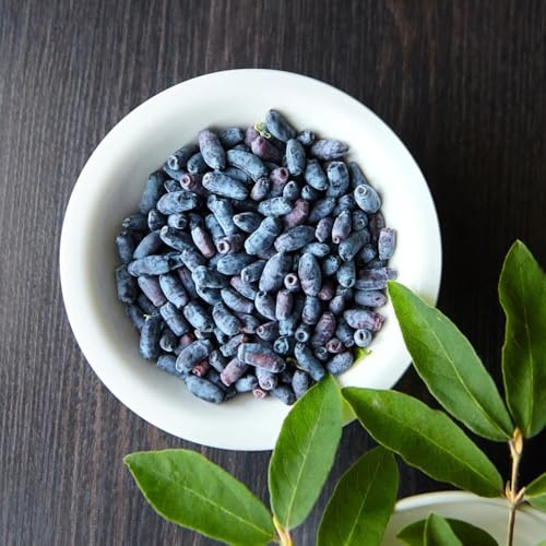 semi di lonicera caerulea da giardino resistenti perenni Mirtillo siberiano fresca, balcone resistenti all'esterno 15pcs