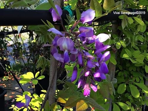 Vivaio Garden Forest Glicine Brachybotrys Iko Yama Fuji Viola | Intenso, Rampicante, Profumato, Pianta Ornamentale da Giardino