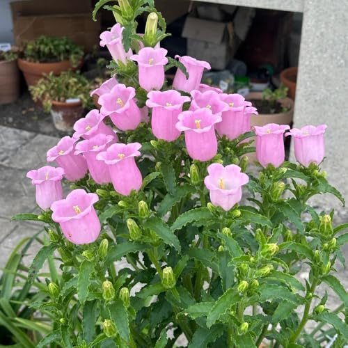 Semi di campanula-Campanula media,da appartamento,da piantare da giardino,facile da piantare resistenti in vaso,decorative semi di,250pcs