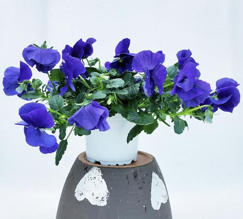 POWERS TO FLOWERS - VIOLE DEL PENSIERO, VIOLA A FIORE PENDULO BLU, SET 4 PIANTE VASO 12CM DIAMETRO, piante vere