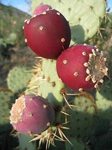 Opuntia ficus indica Nopal essbare Kakteen Nopalea Saft Nopalina Samen 20 Samen R