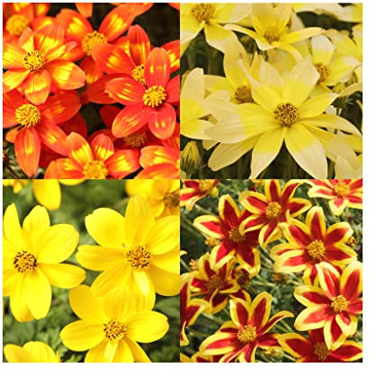 Bidens Collection - Plug Plants 6 Vibrant Basket Plants. Perfect for Baskets or containers. Vibrant Flowers for The Garden or Balcony. Brilliant Bidens Collection. Flowers All Summer