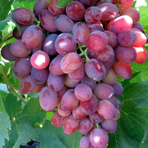 Carbeth Plants - Fruit Plants - Grow Your Own Fruit Garden - Red Grape Plant in 9cm Pot