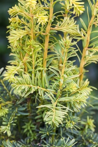 Gelbe Eibe Taxus baccata Dovastonii Aurea 175-200 cm immergrün