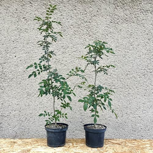 Täuschende Stachelesche (Zanthoxylum simulans); 3-jährige Jungpflanze ca. 70 cm; ähnlich Szechuanpfeffer; Laubbaum, Gartenbaum, Klimabaum, Kleinbaum, Rarität
