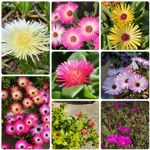 Mittagsblume, stauden winterhart mehrjährig Atenia cordifolia - gartenpflanzen blumenwiese 200Samen