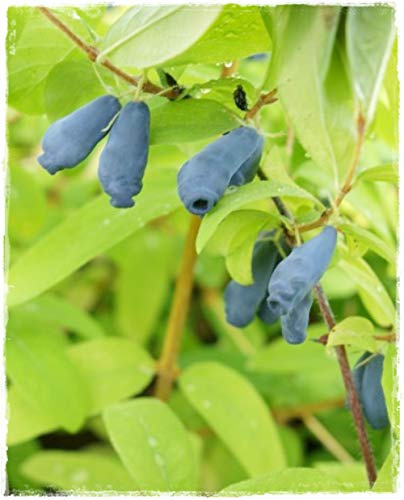 Planta de arándano siberiano Lonicera Kamtchática 'Balalaika' en maceta Ø 17 cm h 50/60 cm