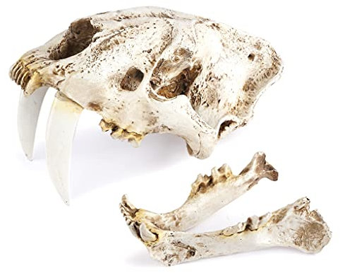 kesurpae Kunstharz-Schädel-Dekor, realistischer Smilodon-Säbelzahntiger, dekoratives Zubehör, Statue, Geschenk, anatomische Lehrstütze