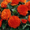 Nuovi semi freschi di fiori di Begonia da 100 pezzi