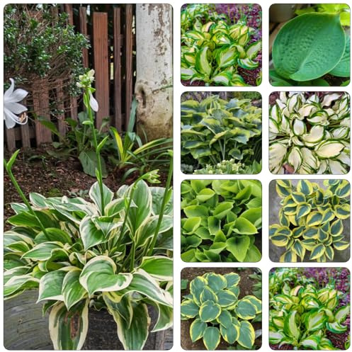 funkien gartenkräuter indoor garten topfpflanzen draußen winterhart pflanztopf biosaatgut kräuterpflanzen zimmerbonsai bonsai grünpflanzen mehrjährige blumensamen topfpflanzen echt 650samen