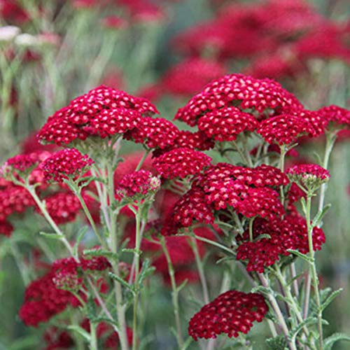 6 x Schaf Garbe Red Velvet - Achillea Millefolium 'Red Velvet' Topf 9x9cm: Samtig rote Blütenrispen.
