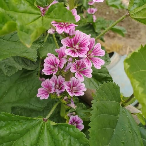 Semi di malva, da esterno resistenti autunnali esotiche semi di farfalle serre da balcone decorazione giardino per esterni 500pcs