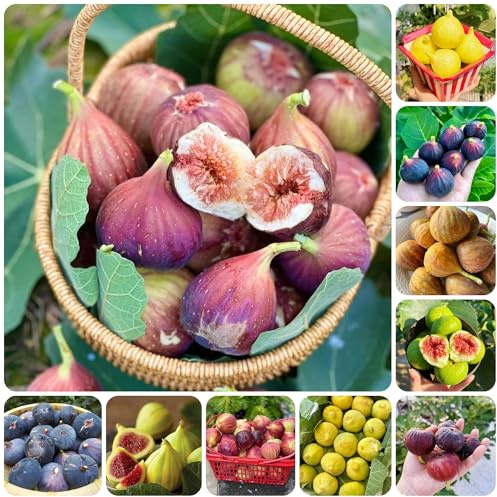 feigenbaum feigen - feige - gartenpflanzen winterhart mehrjährig feigenbaumsamen kaufen obstbäume, winterharte kübelpflanzen 250pcs