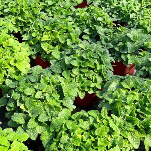 semi di melissa resistenti di perenni melissa biologica di selvatici perenni resistenti, giardino da interno da orto 400pcs